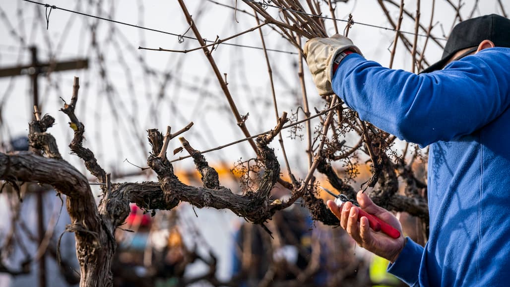 Napa Valley Farmworker Foundation’s Pruning Contest Celebrates 20 Years