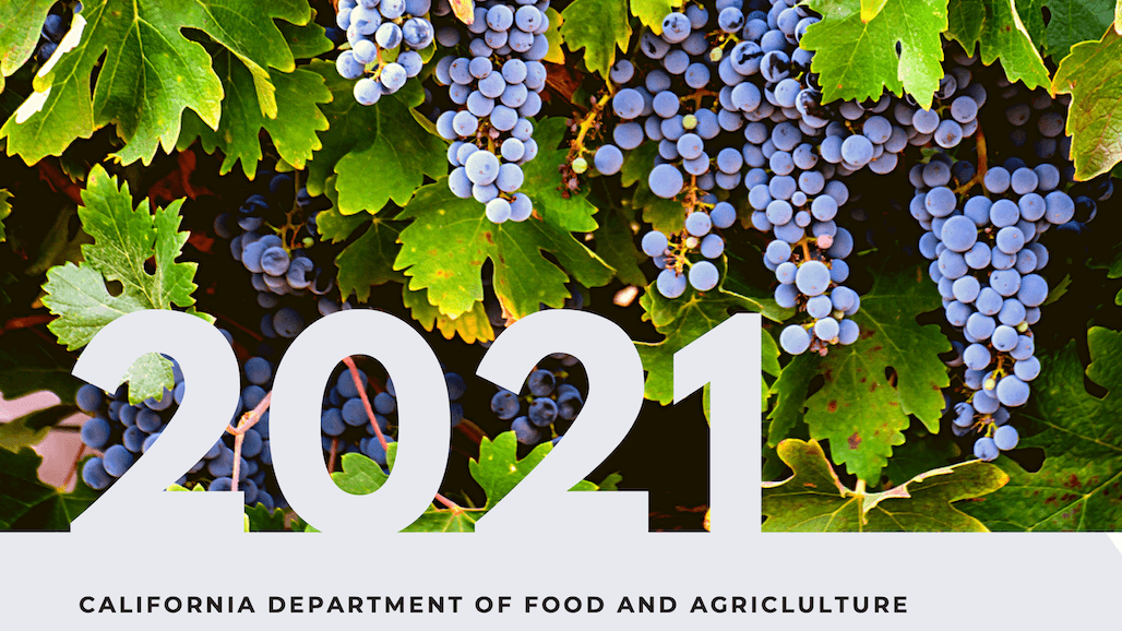 Crush Report Reveals an 8.7% Increase in California Grapes