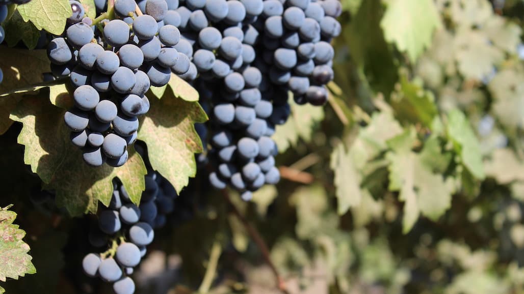Possibility of New Grape Varieties in Georgia