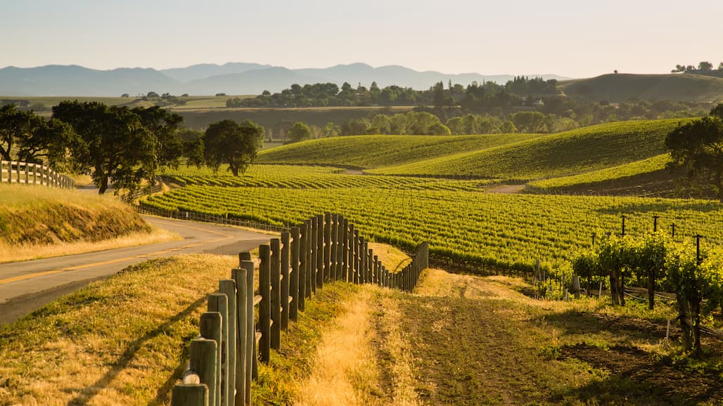 Double the Power in Disease Prevention for Grapes