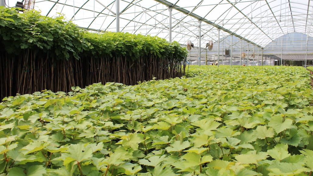 What to Know Before you Buy Grapevines in 2022