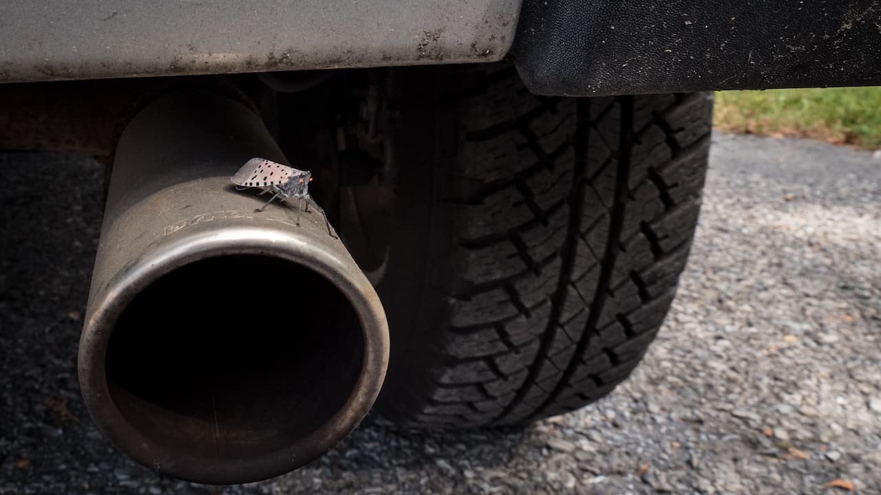 Spotted Lanternfly, an Invasive Hitchhiking Threat to American Vineyards