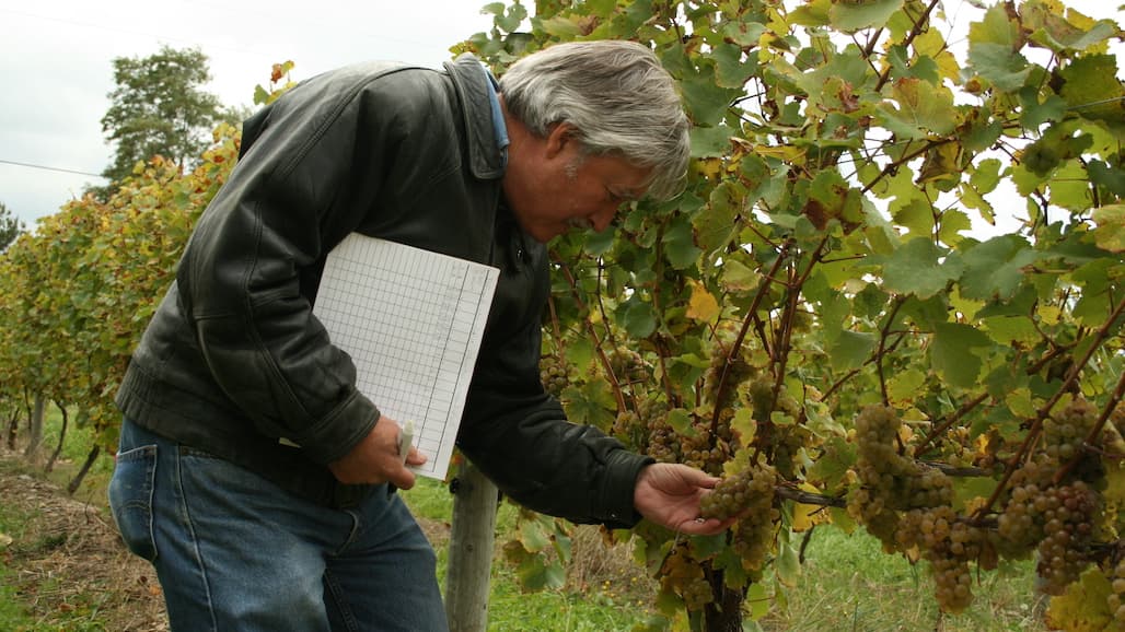 Cornell University Grape Pathologist Wayne Wilcox to Receive ASEV’s Highest Honor