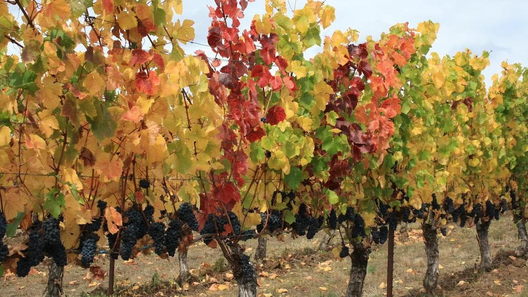 Impact of Grapevine Red Blotch Virus on Pinot Noir Grape and Wine Composition