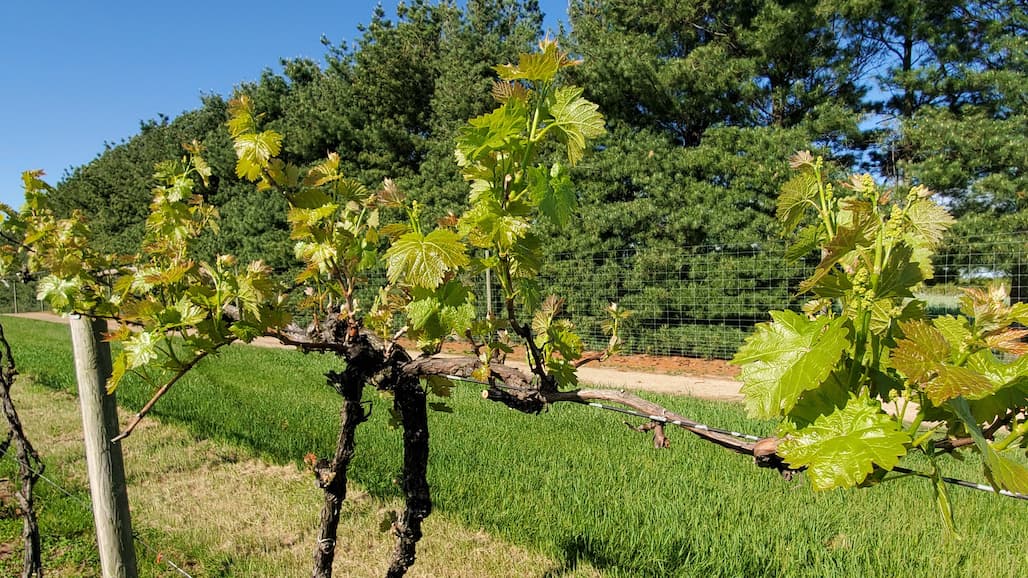 Michigan Viticultural Update with MSU Extension