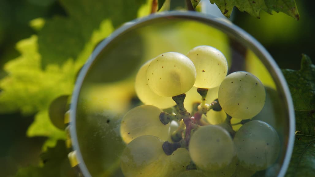 ASEV Keynote Speaker to Present on Interplay Between Biology & Environment During Grape Ripening