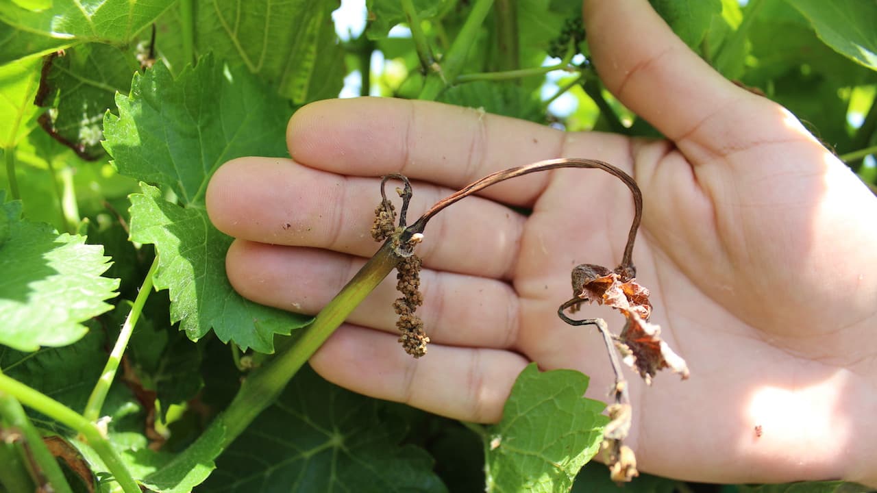 Spring Freeze Devastates Clarksburg CA Vineyards