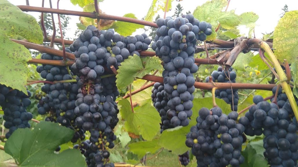 Excess Grape Potassium Impacts Wine Quality