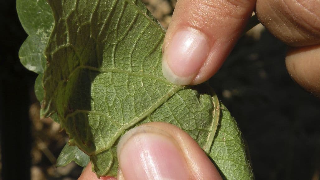 Mealybugs in Mid-Missouri Vineyards