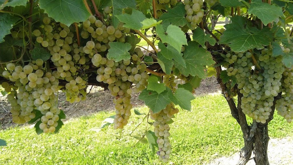Growing Cold Climate Grapes Online Course