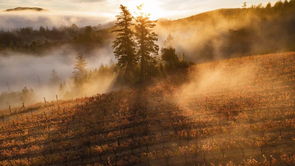 California’s Newest Sonoma AVA: The West Sonoma Coast