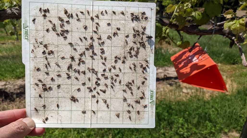 Early Season Control of Grape Berry Moth in Michigan Vineyards