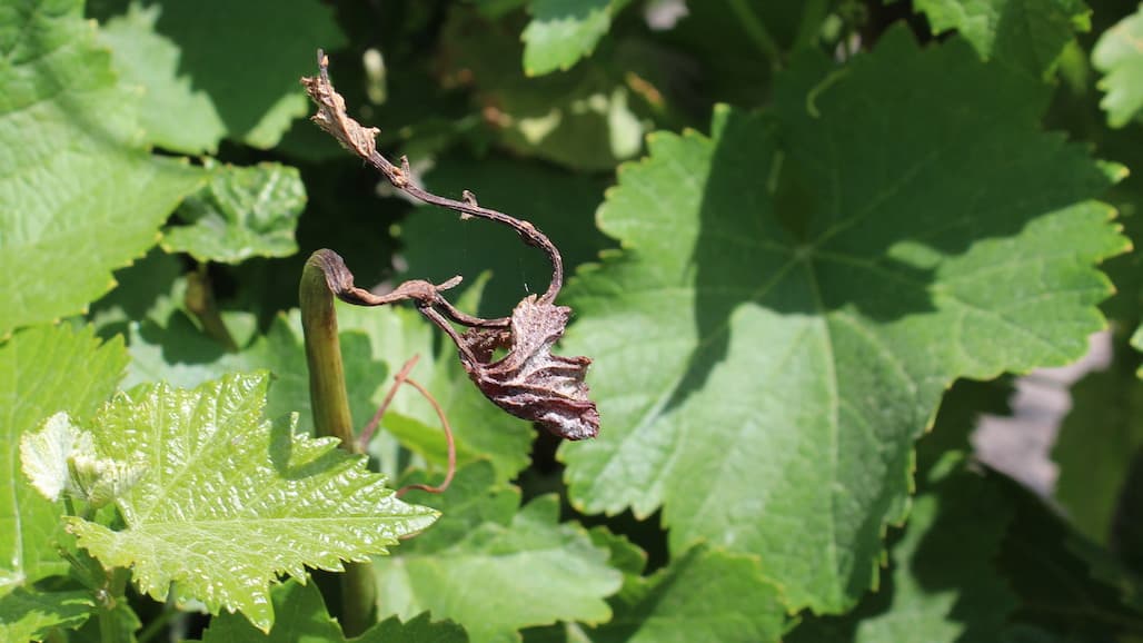 Unexpected, Extensive Cold Injury in NE-Ohio Vineyards