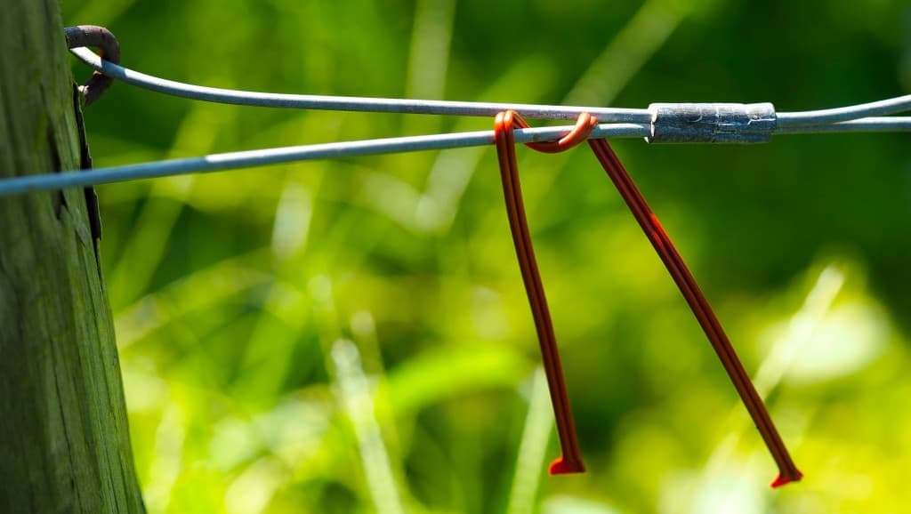 Preparations for Grape Root Borer – 2022