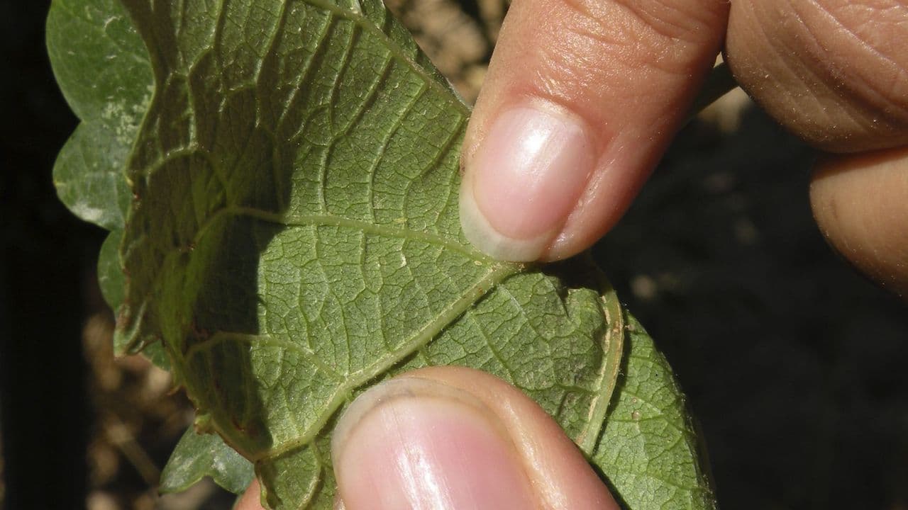 What are My Options for Managing Vine Mealybug in the Vineyard?