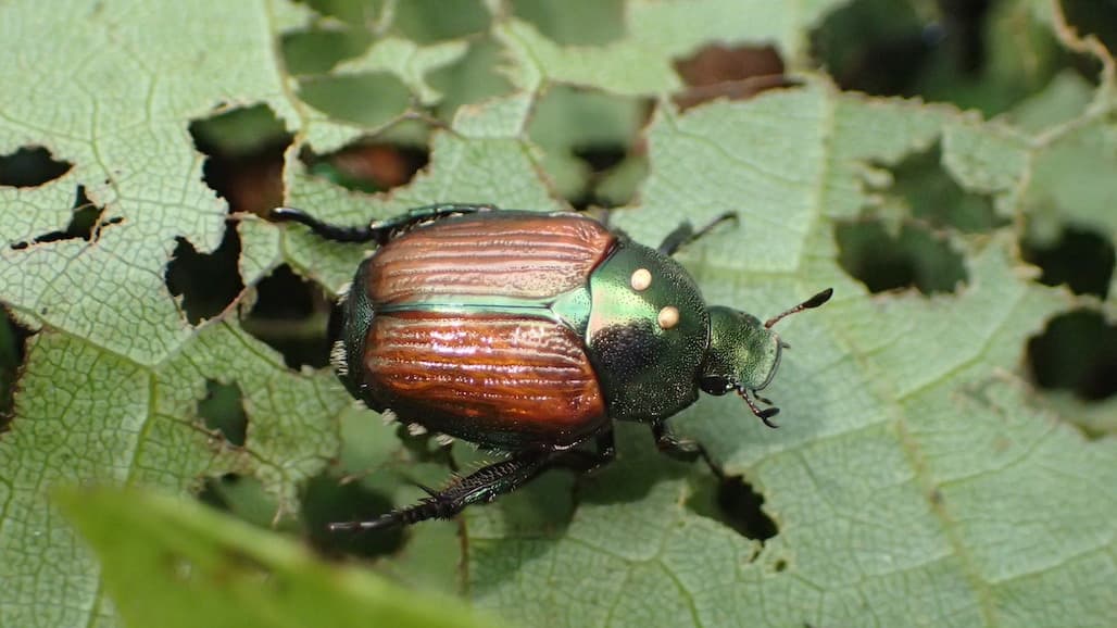 Japanese Beetle Management in Georgia Vineyards