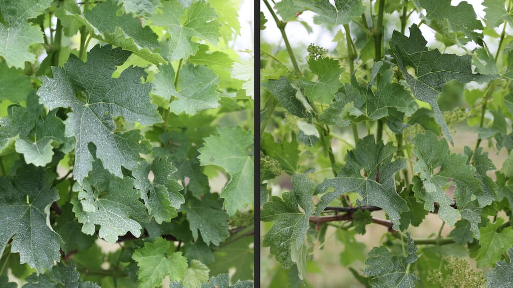 MSU Michigan Grape Crop Update