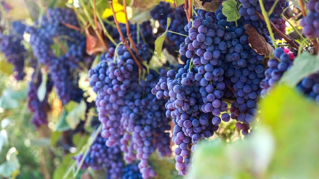 Fruit World Sees Strong Demand for Fragrant, Flavorful Heirloom Grape Varieties
