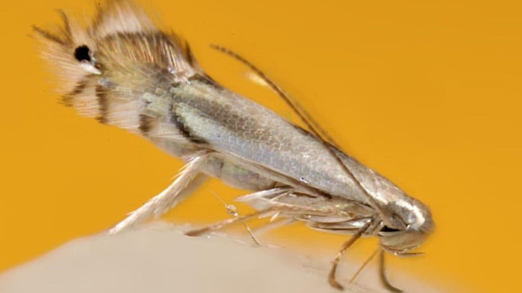 New Leafmining Pest of Wine Grapes in Eastern Washington