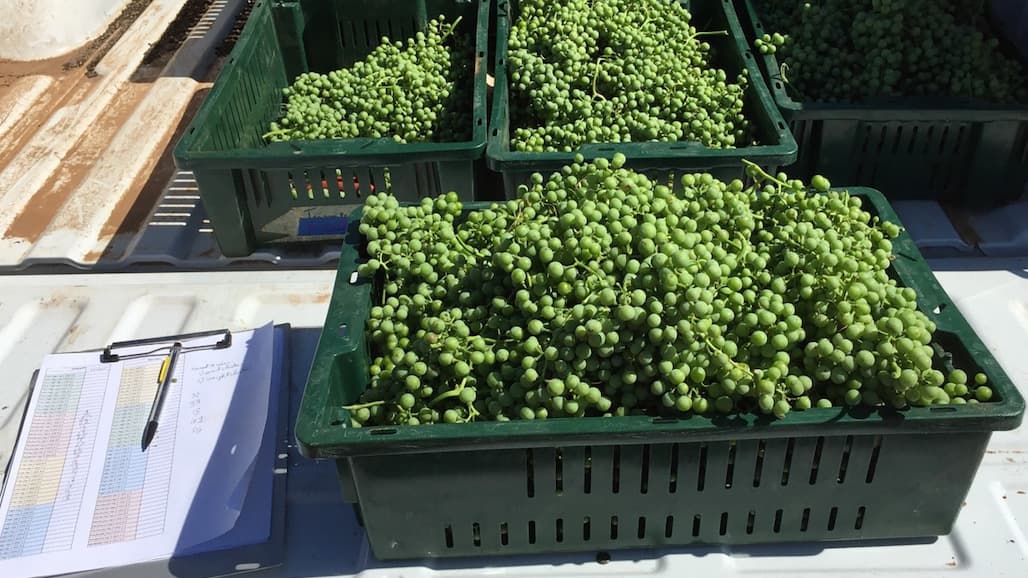 Texas A&M AgriLife Makes Verjus When Growers Experience Uneven Harvest Conditions