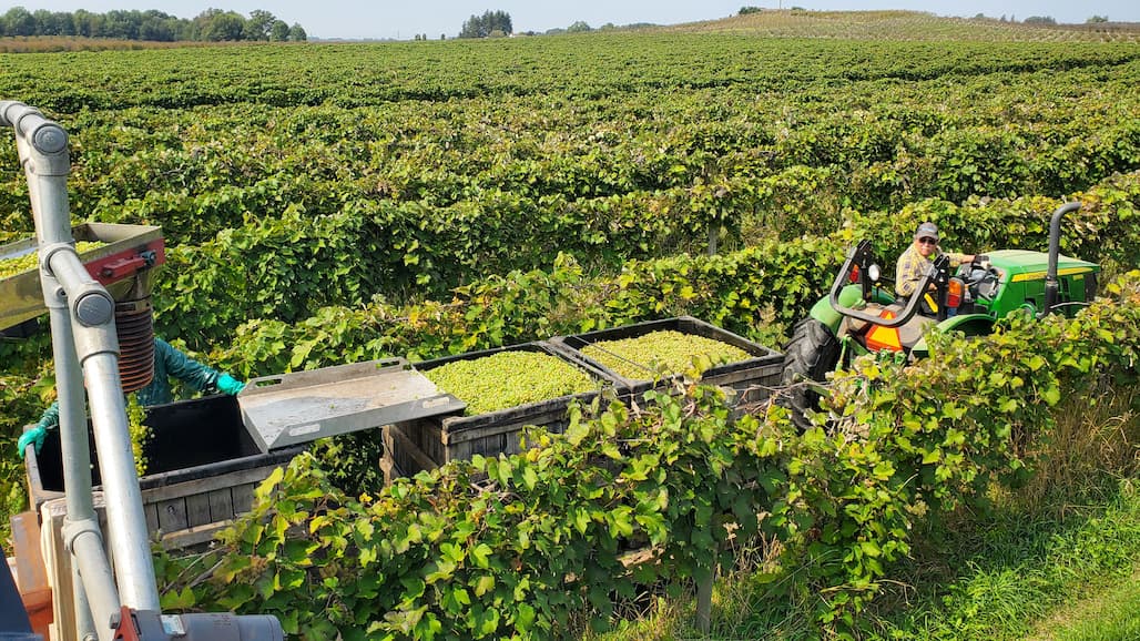 Grape Harvest Has Begun in Southwest Michigan