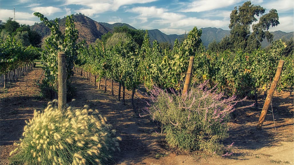 Chilean Raisin Growers Begin Shifting to Other Crops