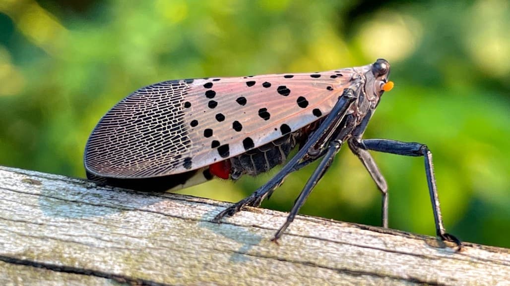 First Detection of Spotted Lanternfly in Michigan