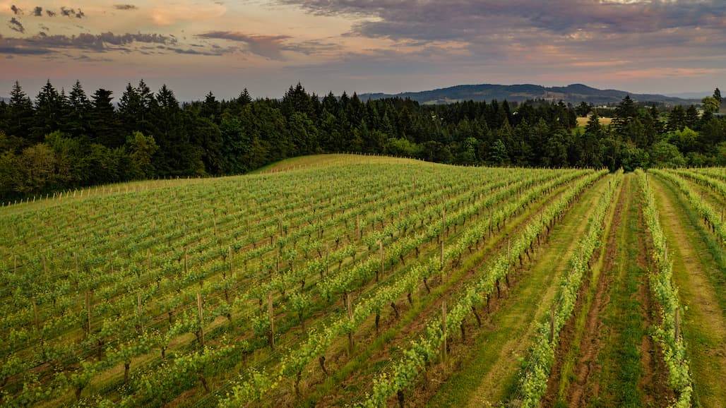 Bledsoe|McDaniels Acquires àMaurice Estate Vineyard in the Walla Walla Valley