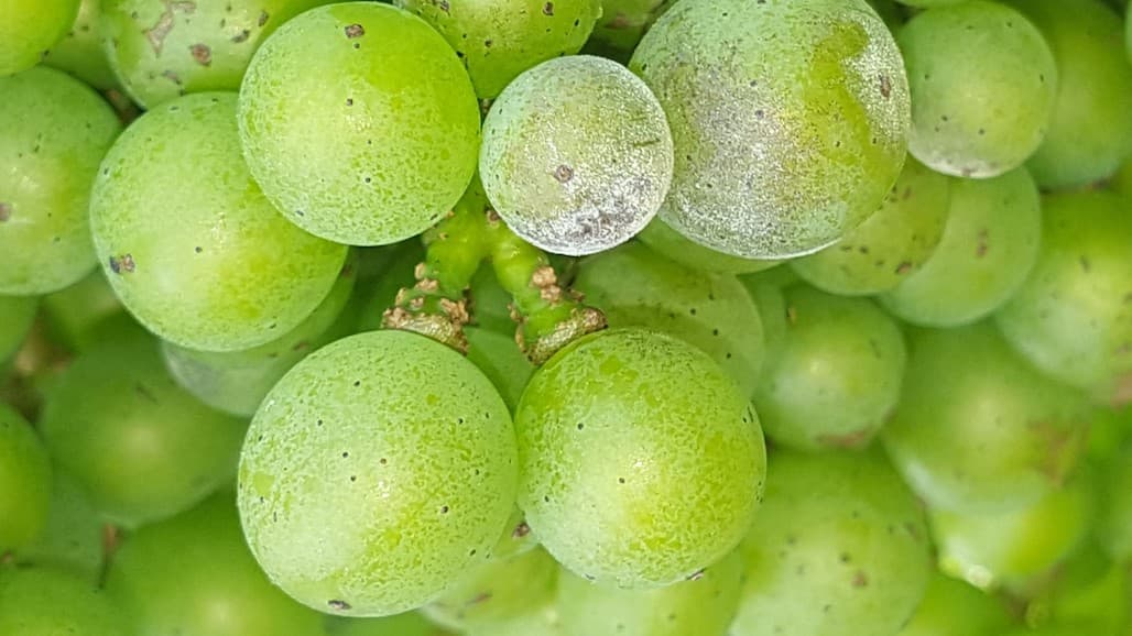 Dealing with Powdery Mildew Outbreaks in Missouri Vineyards