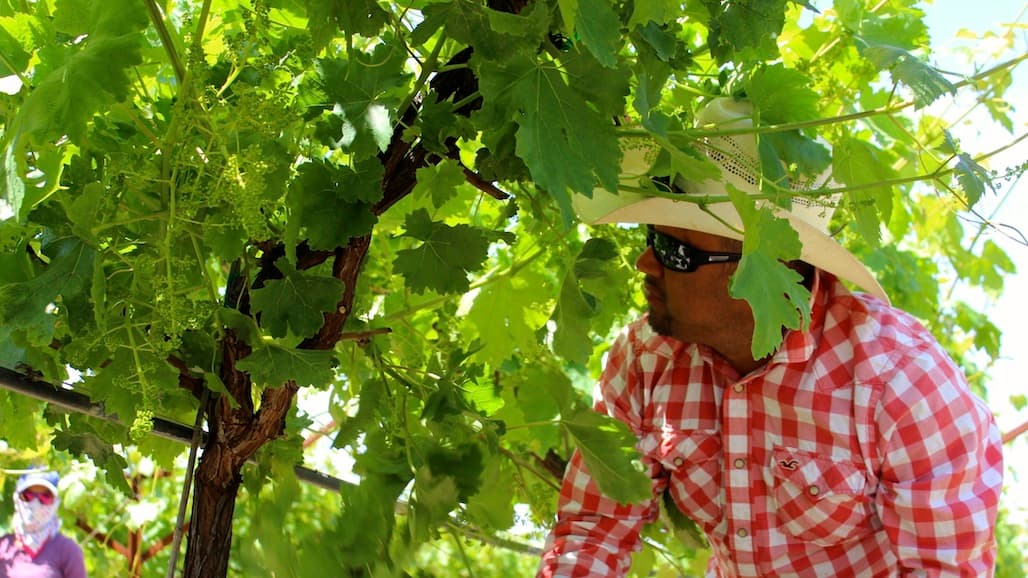 Sonoma Growers Put Vineyard Employees on Path Toward Leadership