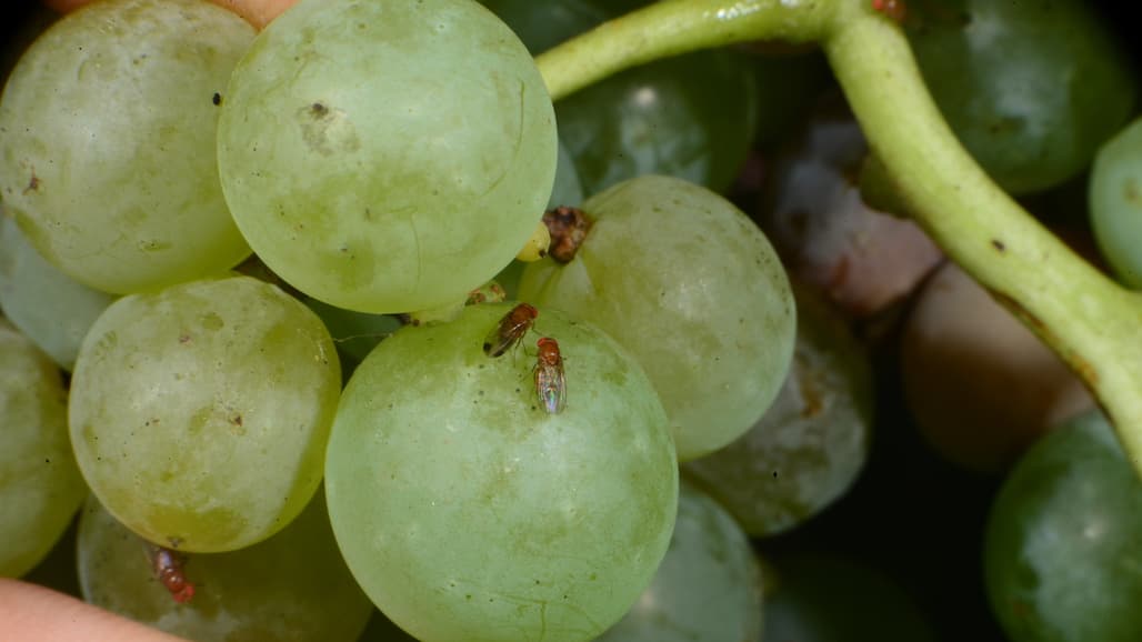 Drosophila and Sour Rot Management in Georgia Grapes