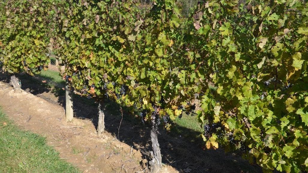 Results from the 2021 Ohio Grape Census now Available
