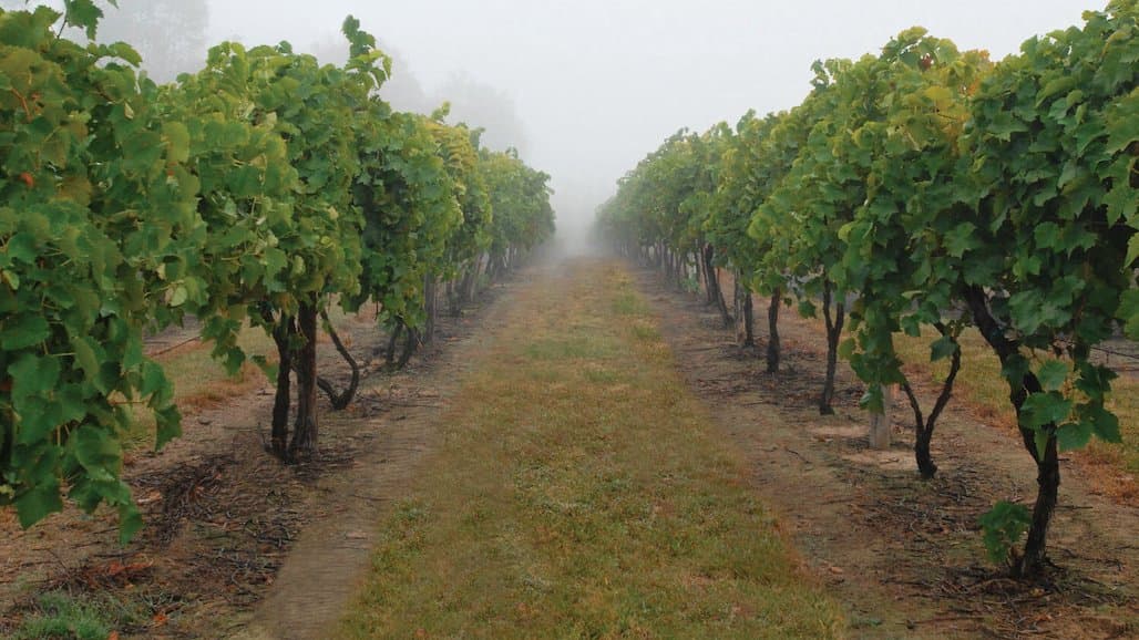 Ohio Vineyard Expansion Assistance Program Deadline, Nov. 4