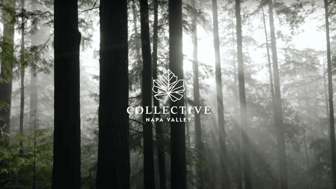 Vintners Fundraising Begins for Reforestation and Wildfire Resiliency Efforts