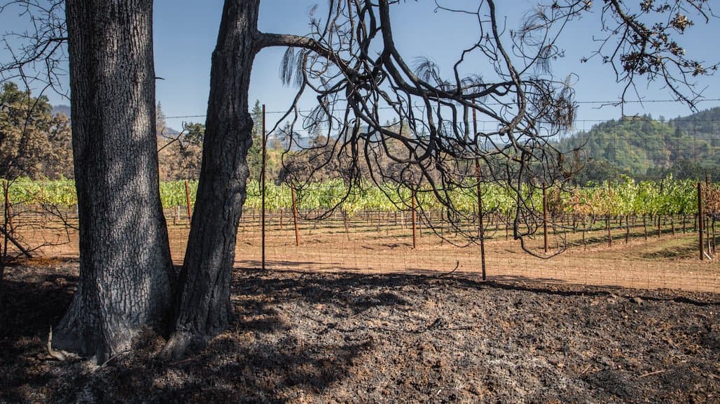 Renowned Winemaker Sues Napa County Over Demand to Replant High Fire Risk Trees