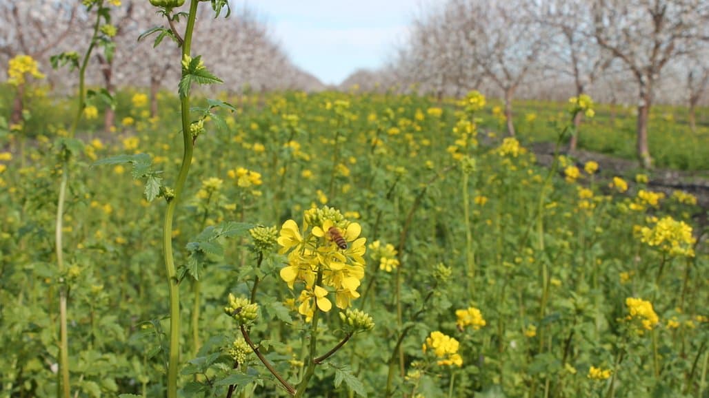 Growers Invited to See Benefits of Cover Crops in Orchards, Vineyards