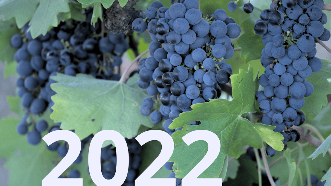 CA Preliminary Grape Crush Report Reveals Downswing