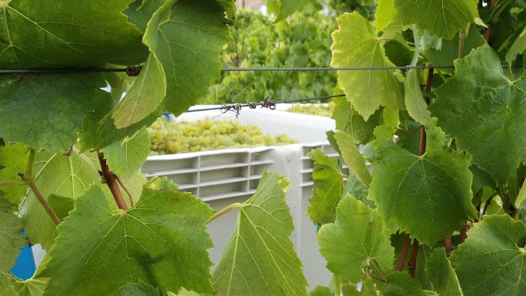 Sonoma County Winegrowers  Introduces Its ‘Farm Of The Future’