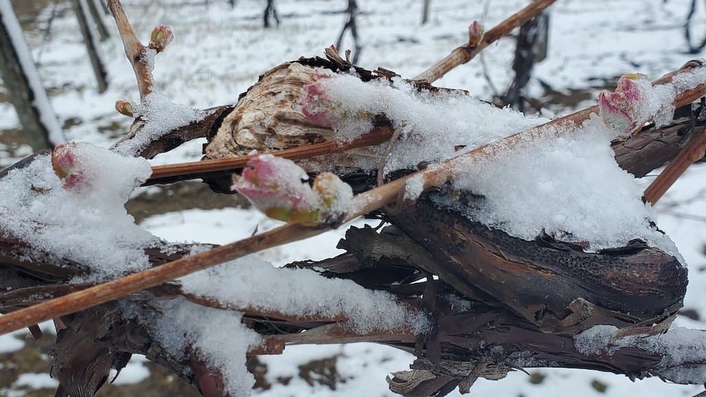 MSU Extension Southwest Michigan Grape Crop Update