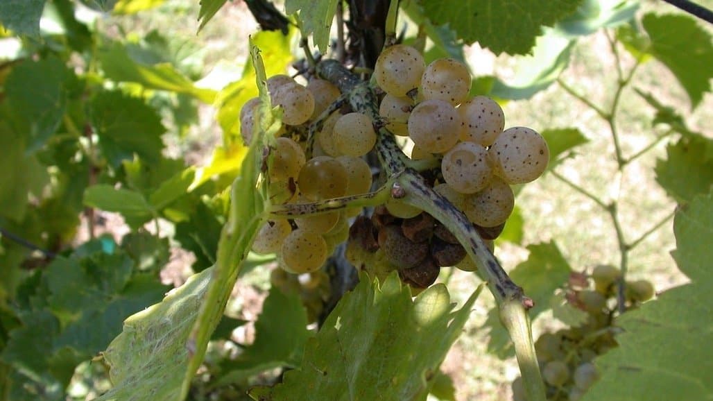 Early Season (Phomopsis and Anthracnose) Reminder for Virginia Growers