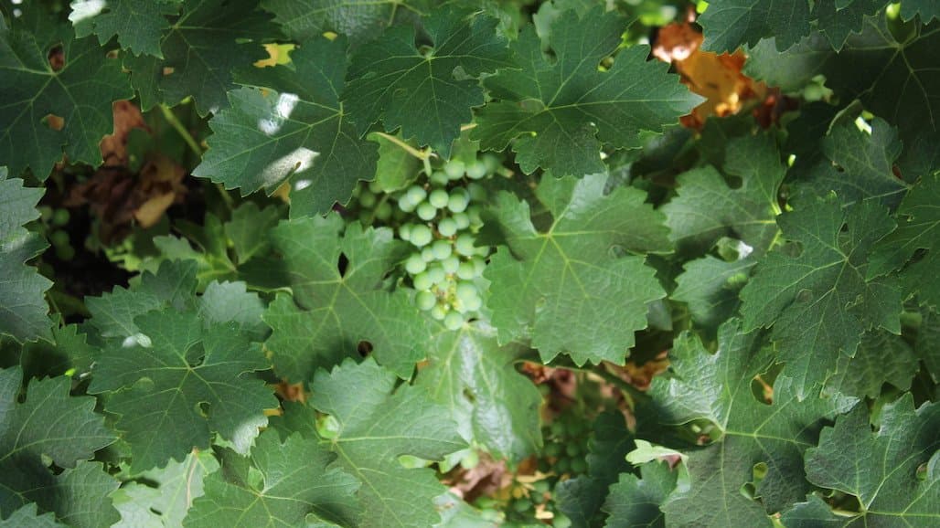 Foliar Fertilization of Grapevines: What We Know & Don’t Know