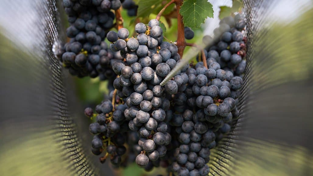 Long Island Wine Country Celebrates 50 Years