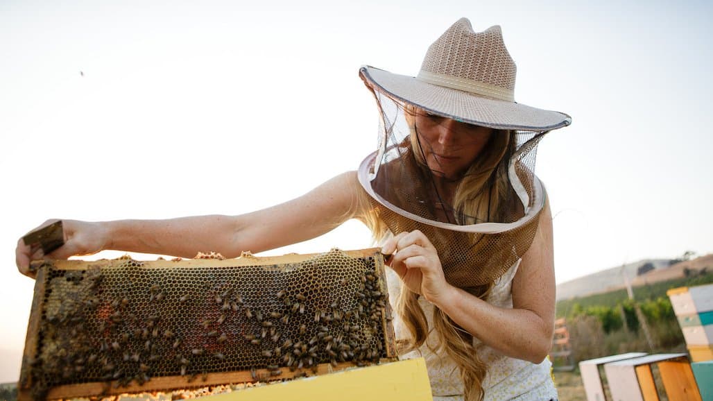 Scheid Family Wines and Bee Girl Organization Join Forces to Save Bees