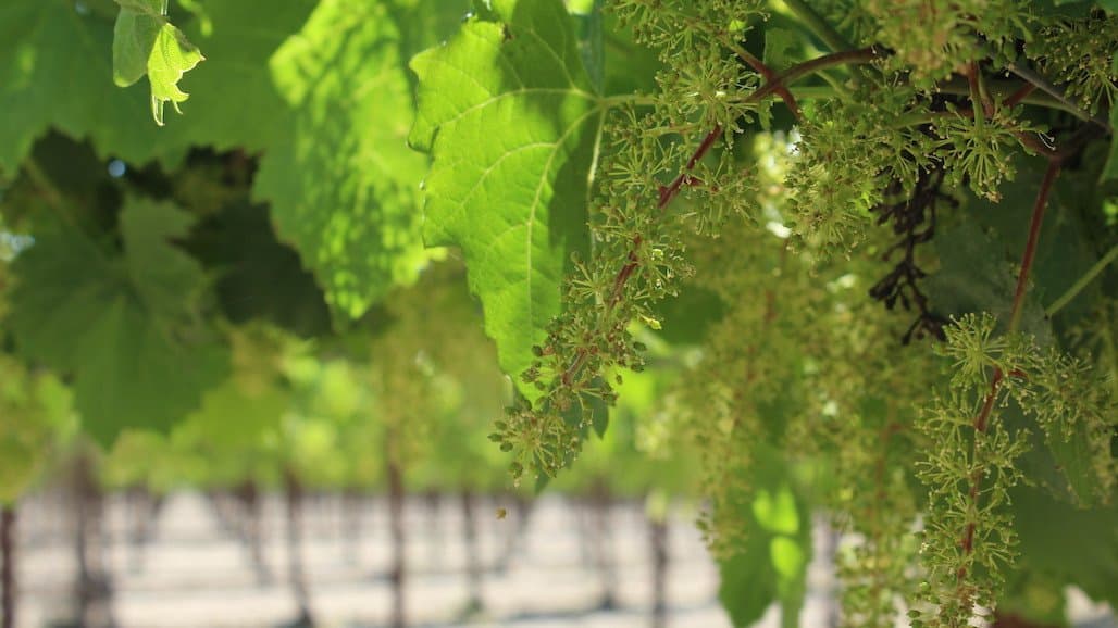 Bloom Tissue Nutrient Sampling in Georgia Vineyards