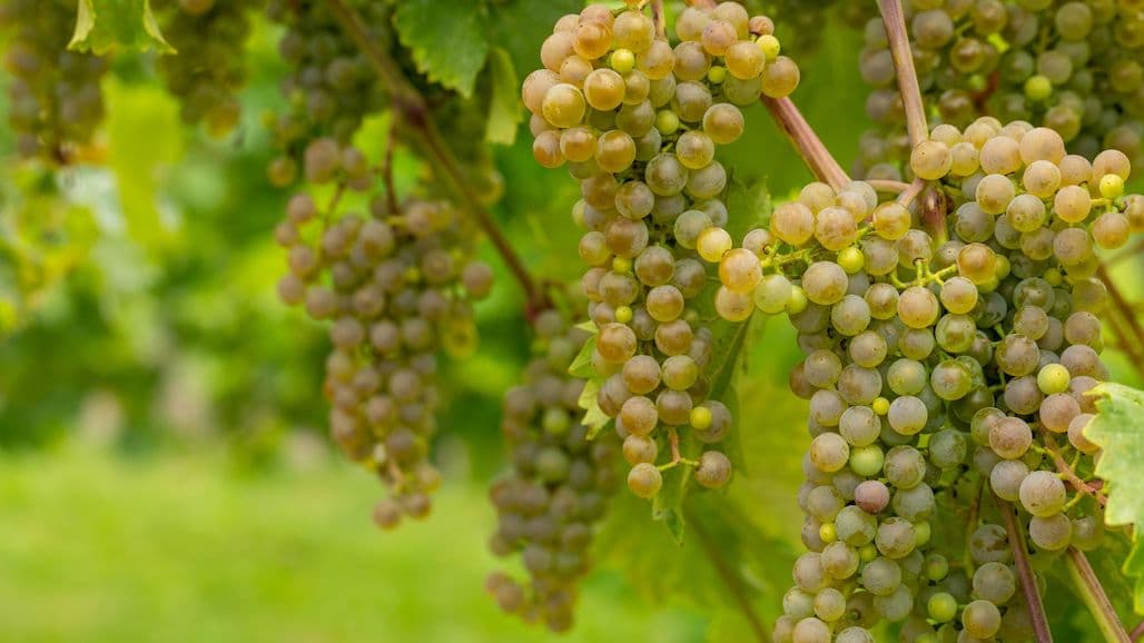 Clarion is Newest Cold-Hardy Wine Grape from UMN