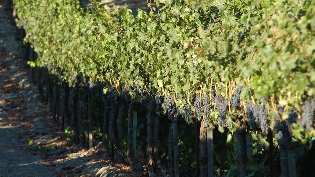 Drought Stress on Grapevines and Wine Quality