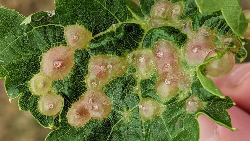 Michigan State University Grape Update