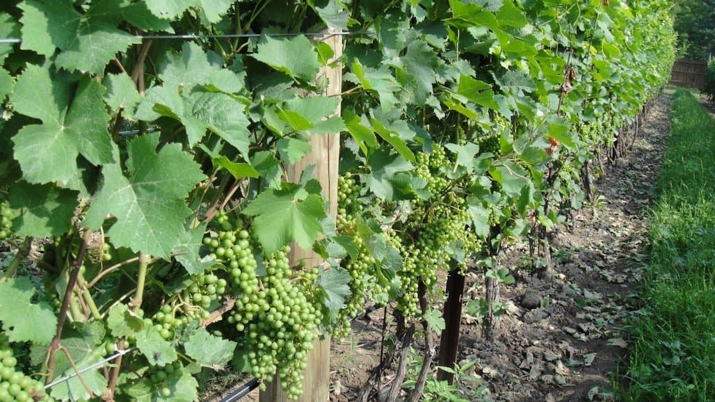 Indiana Grapevine Canopy Management Update