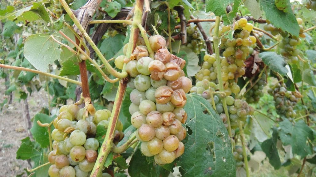 Split and Cracked Berries Observed in Missouri Vineyards