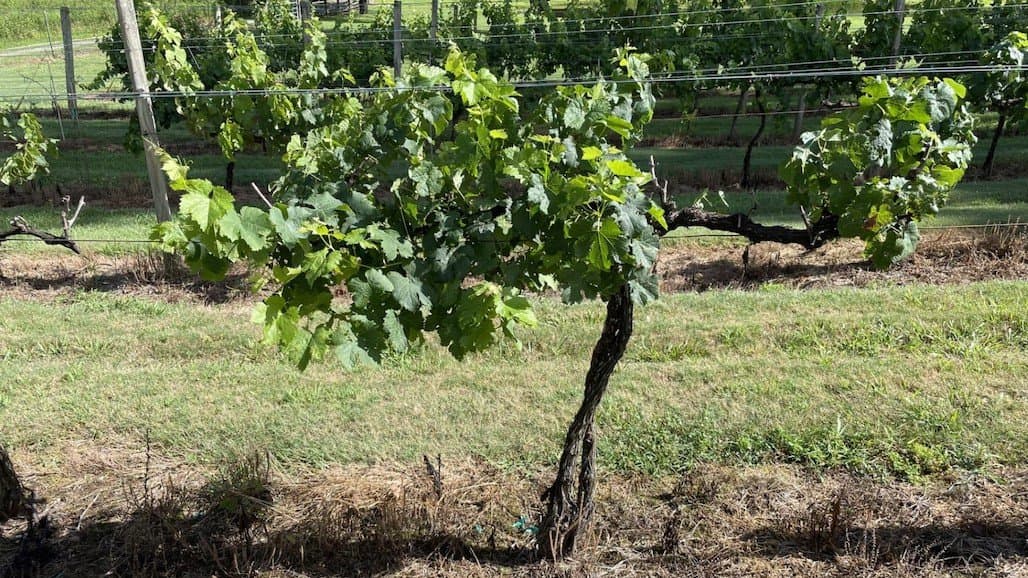 Summer Considerations for Grapevine Pruning